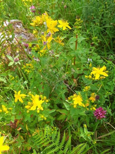 Burren wild flowers