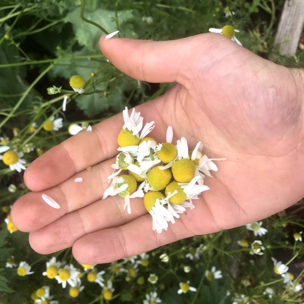Photo of a hand holding chamomille